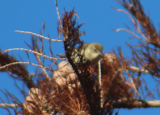 סבכון אורנים - ML646177061