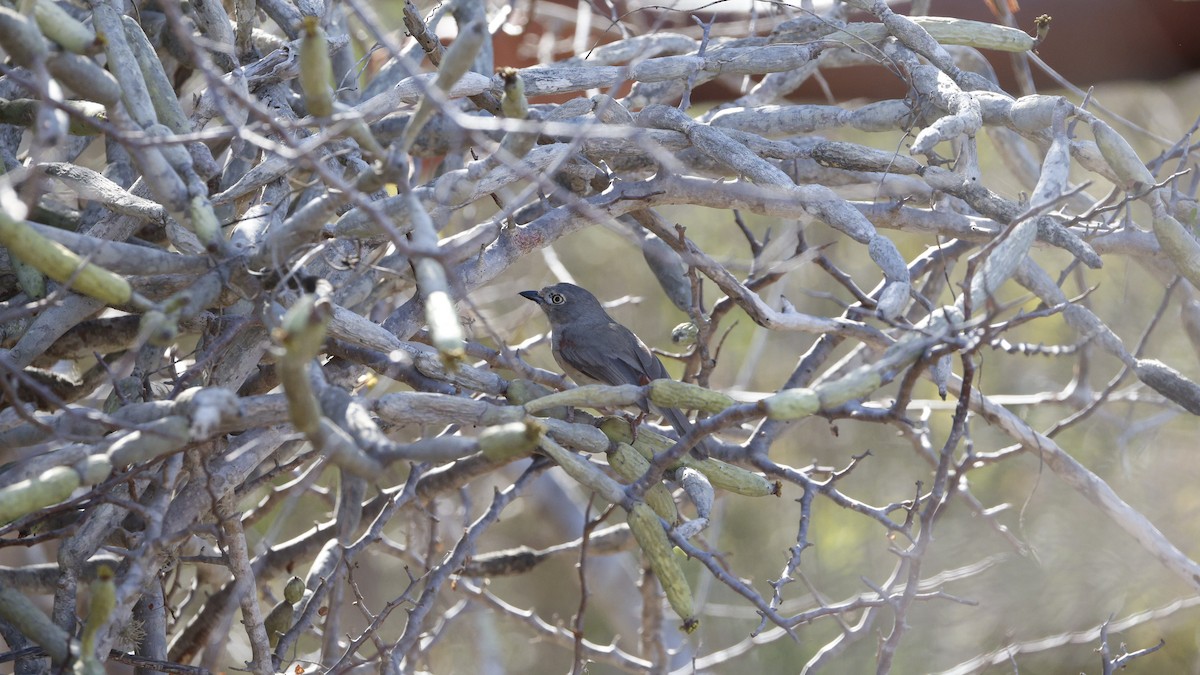 Red-shouldered Vanga - ML646177064