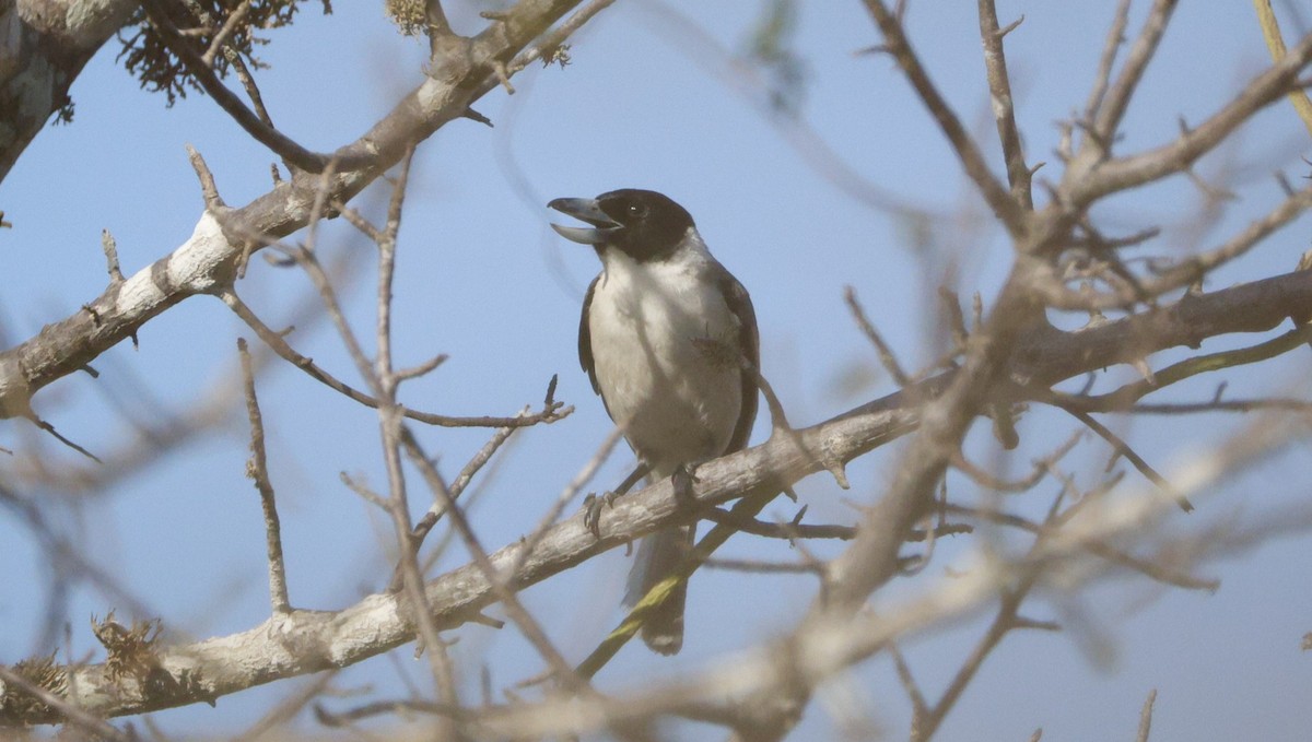 Lafresnaye's Vanga - ML646177069