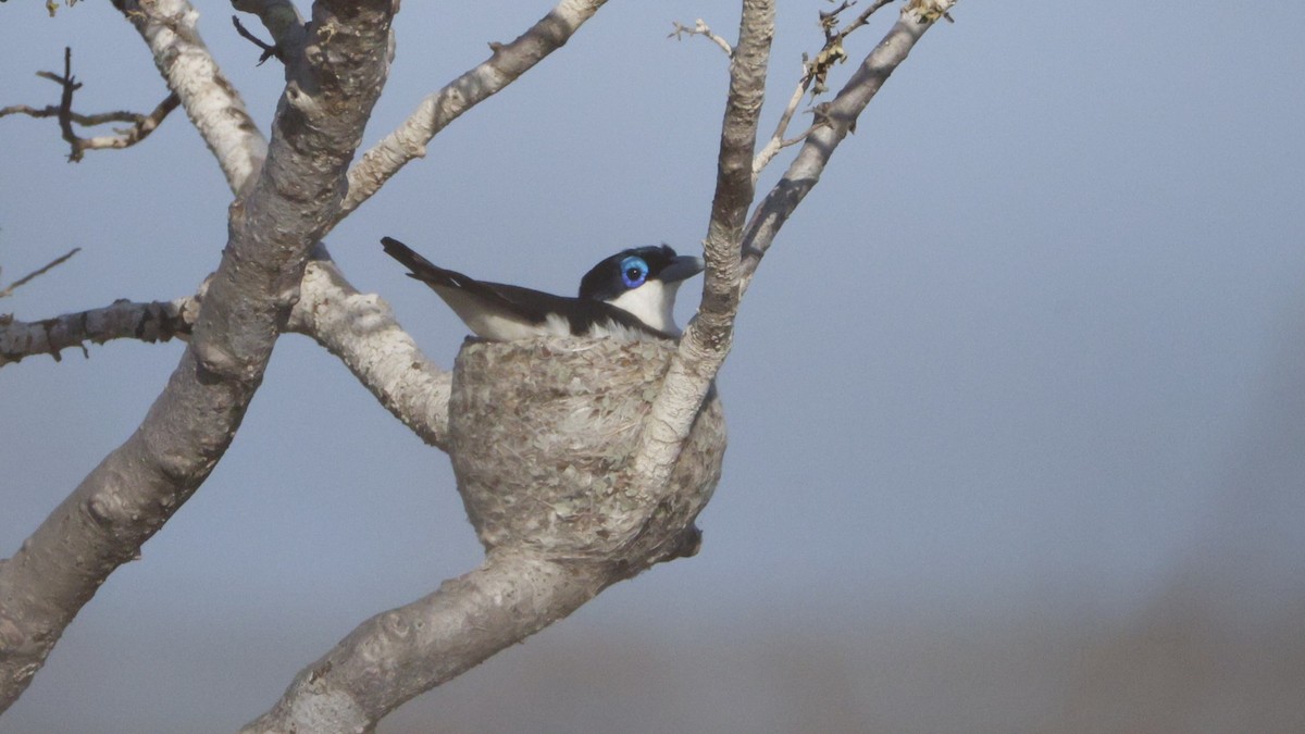 Chabert Vanga - ML646177072