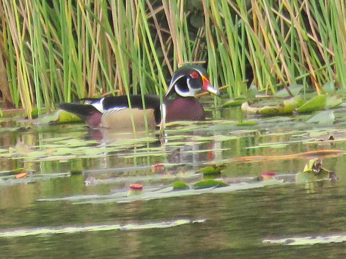 美洲鴛鴦 - ML646177073