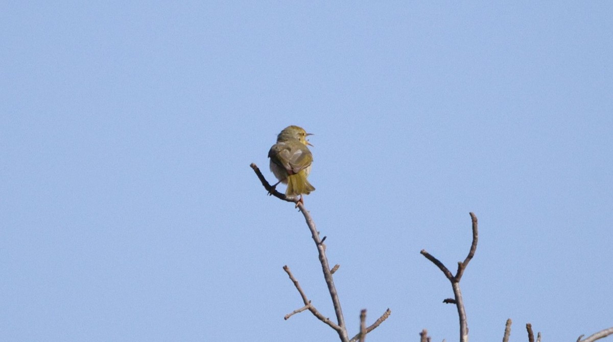 Common Jery - ML646177109