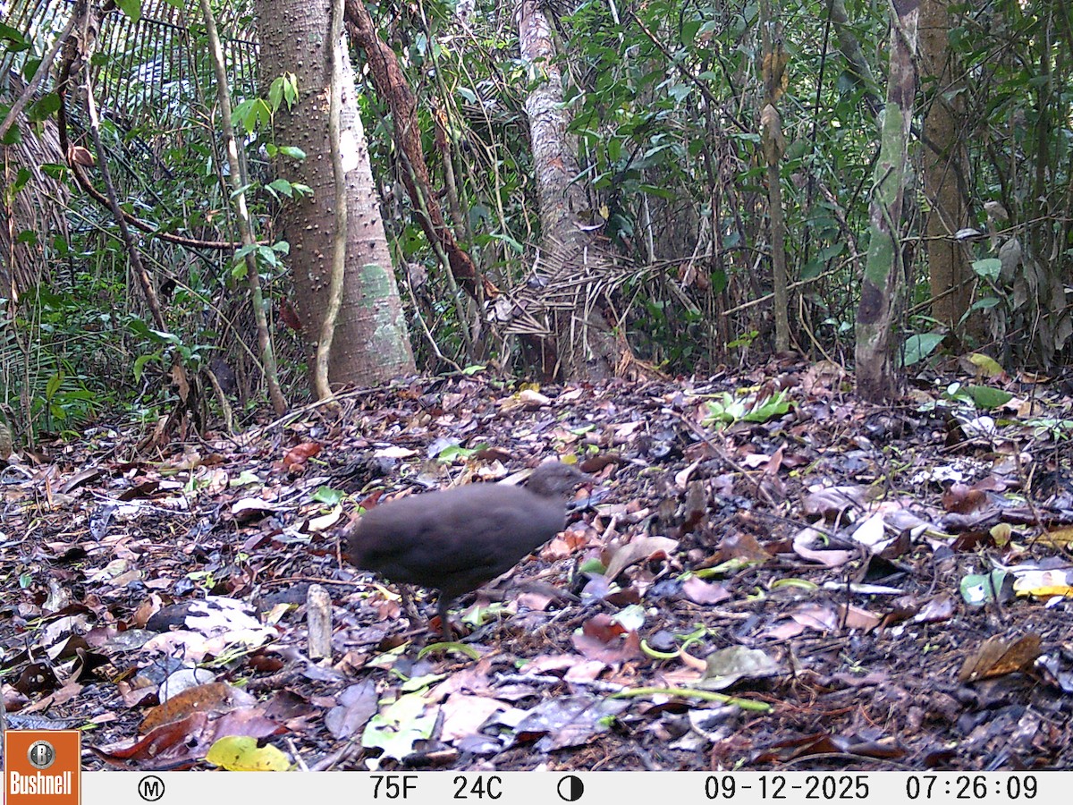 Karaca Tinamu - ML646177115