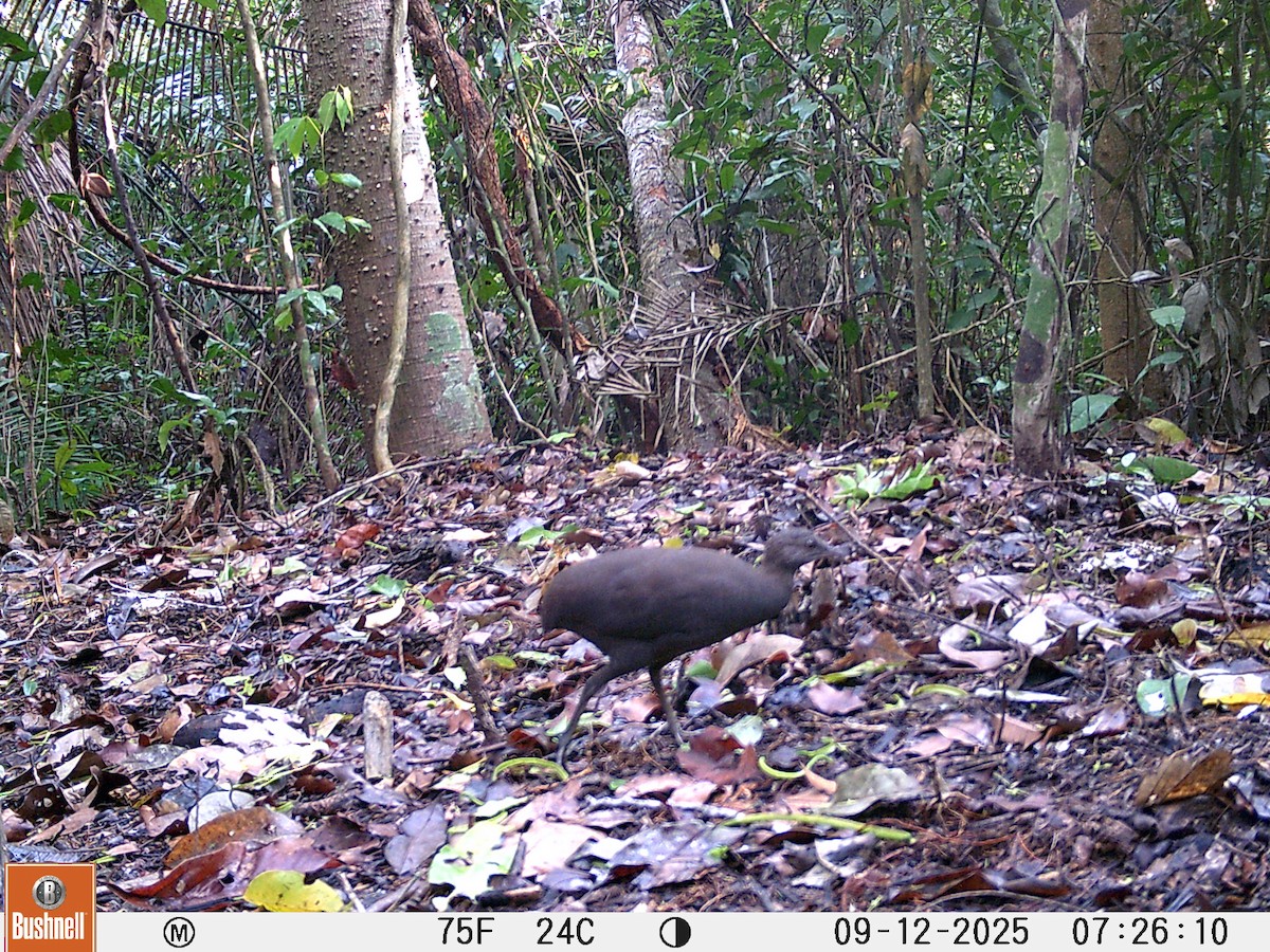 Karaca Tinamu - ML646177116