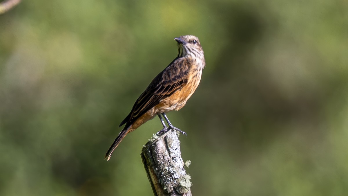 Streak-throated Bush-Tyrant - ML646177117