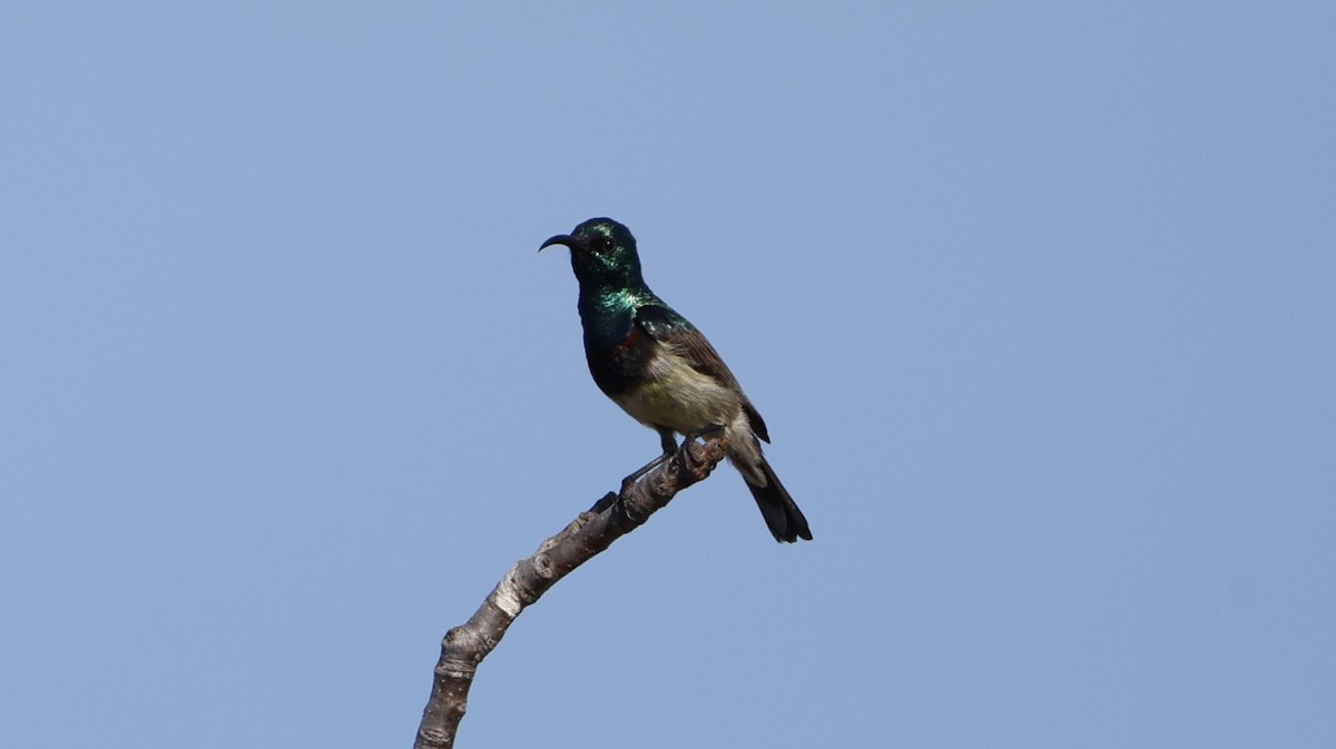 Souimanga Sunbird - ML646177120