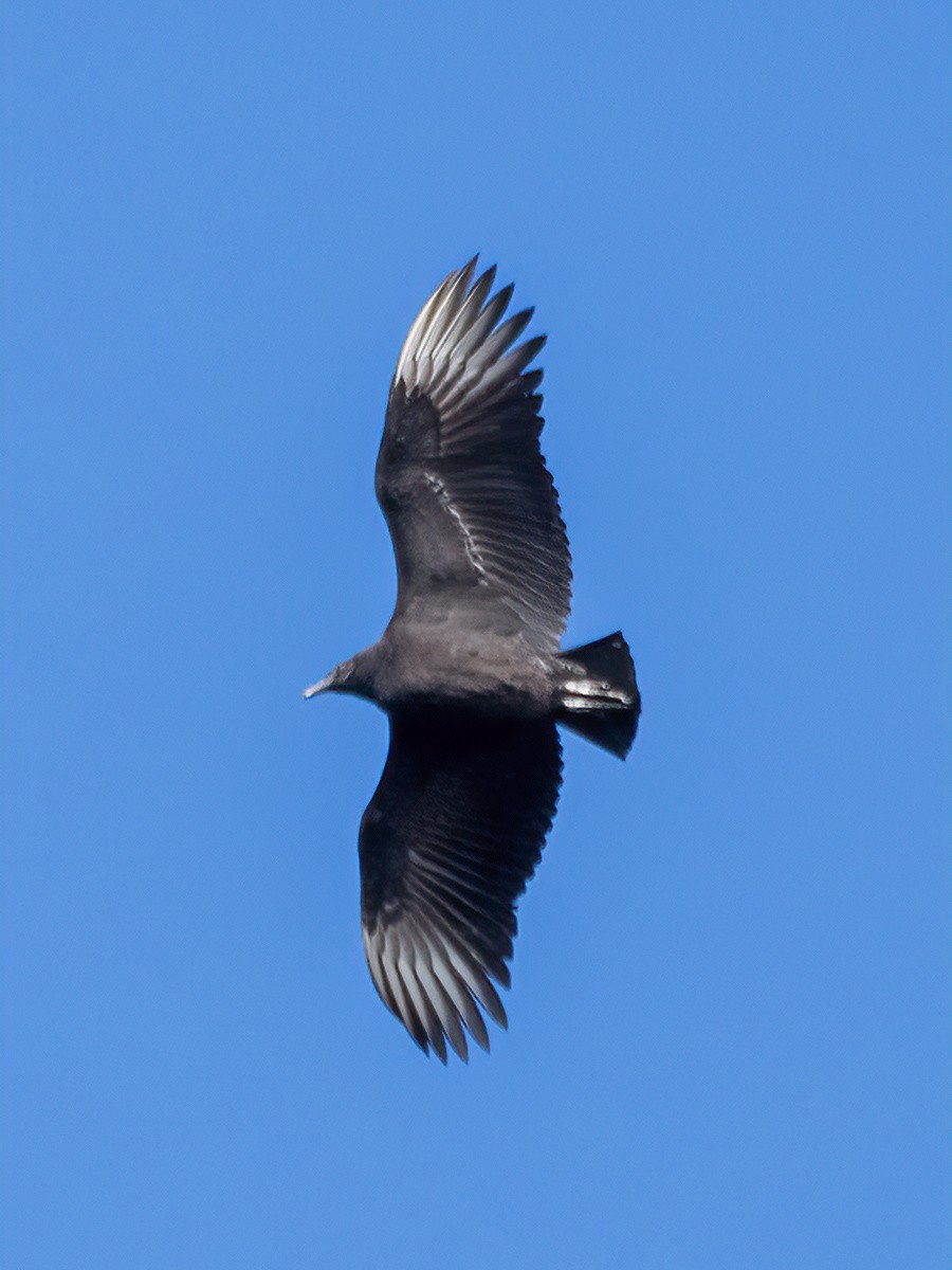 Black Vulture - ML646177121