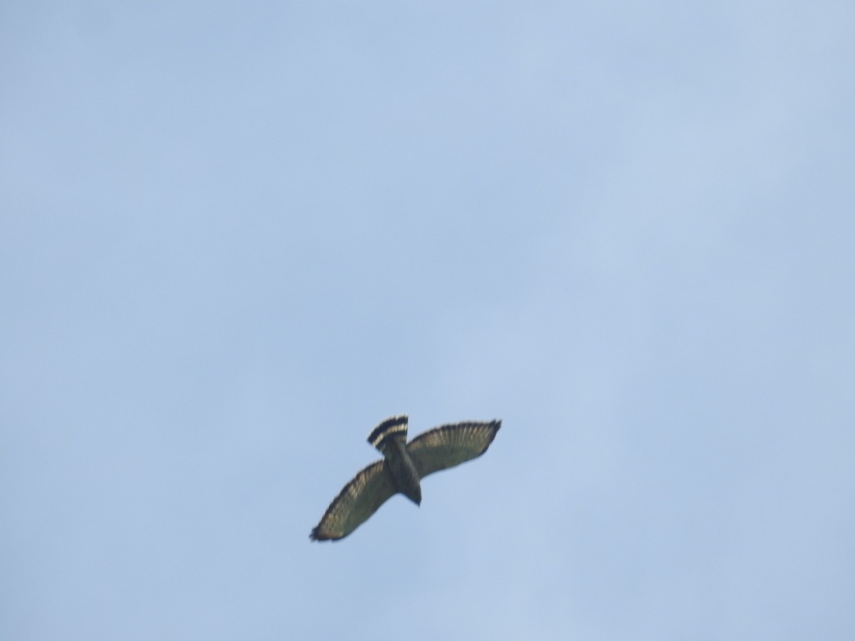 Broad-winged Hawk - ML646177132
