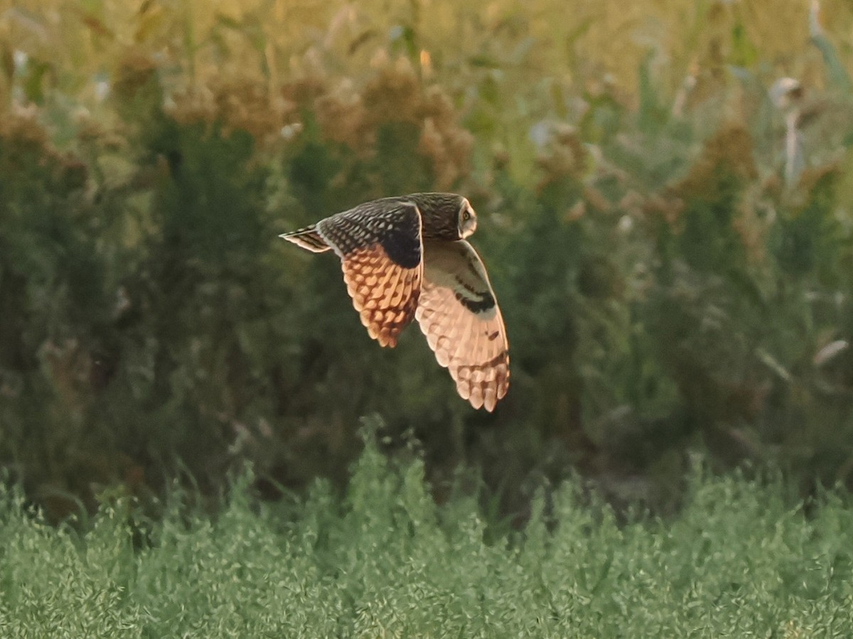 Short-eared Owl - ML646177137