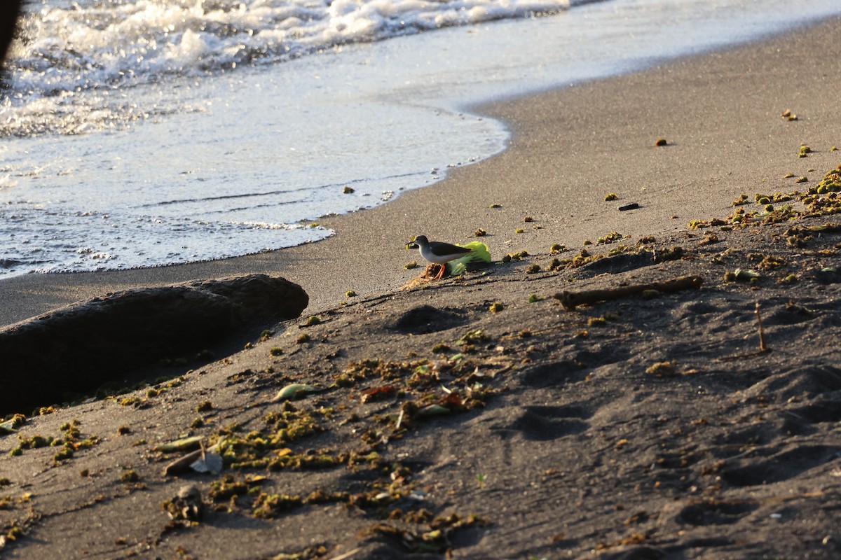ביצנית נקודה - ML646177138