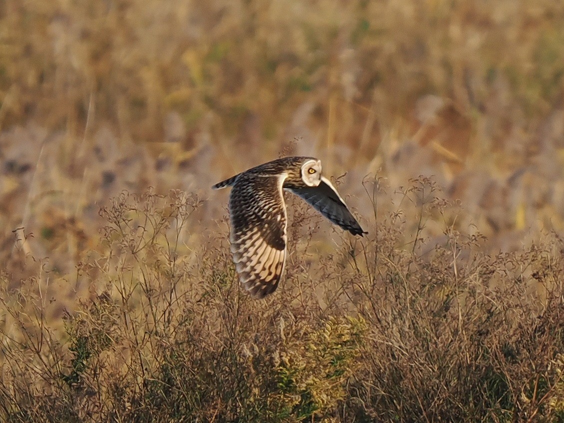 Short-eared Owl - ML646177143