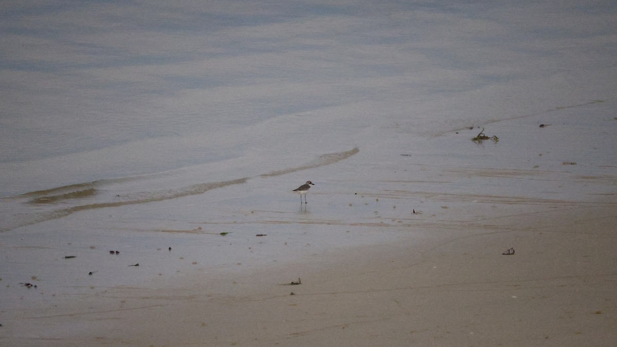 Greater Sand-Plover - ML646177146