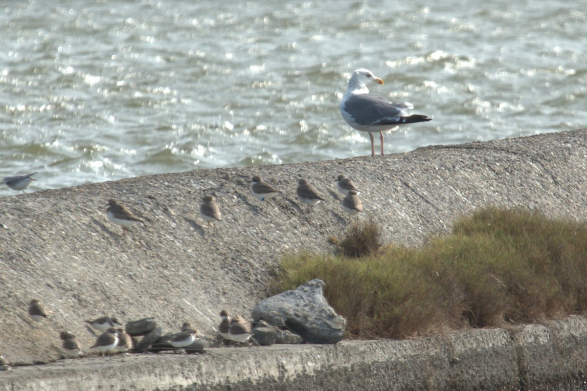 Vega/Mongolian Gull - ML646177148