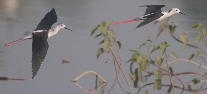 Zankaluze eurasiarra - ML646177149