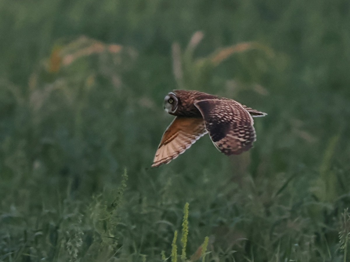Short-eared Owl - ML646177154