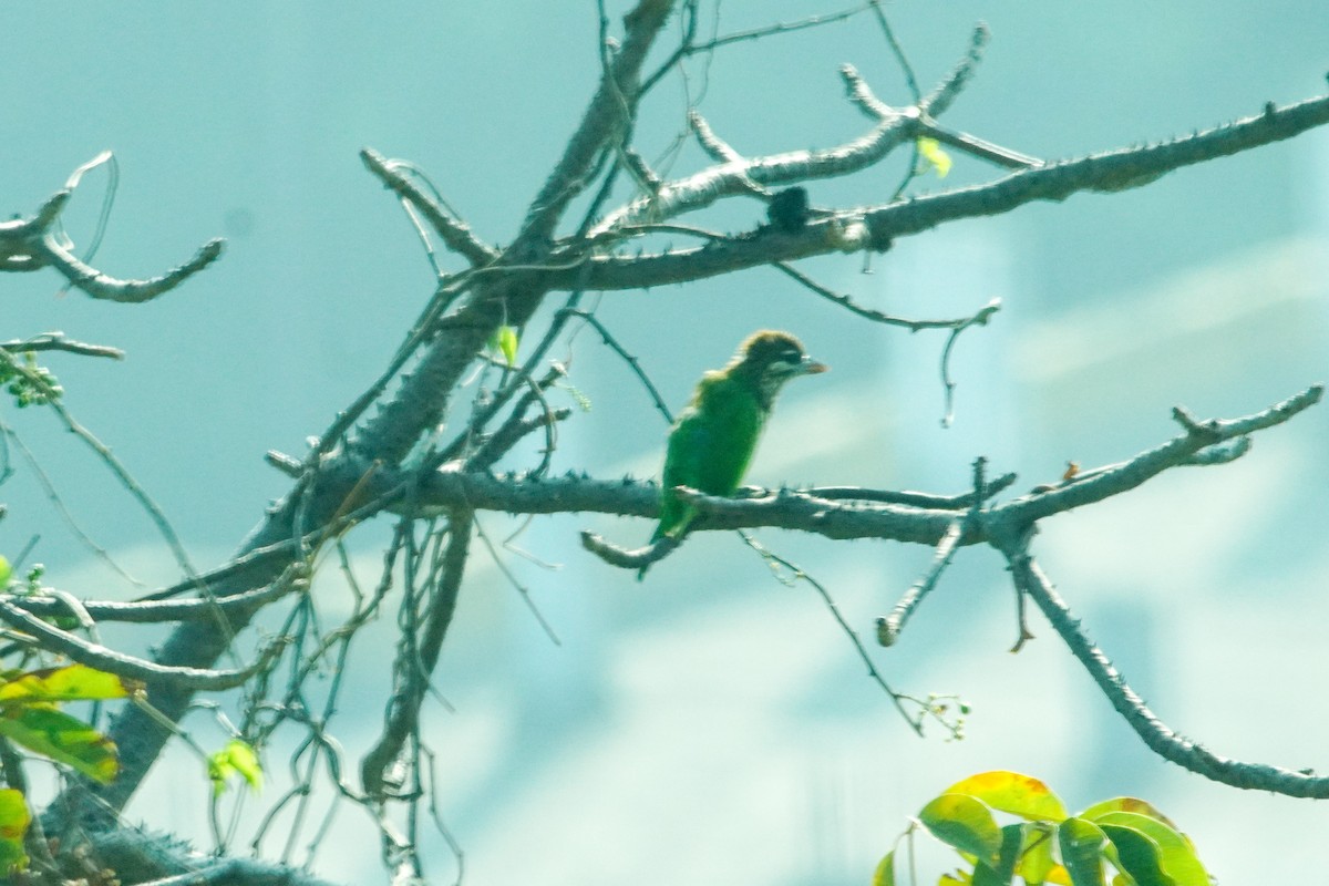 White-cheeked Barbet - ML646177155