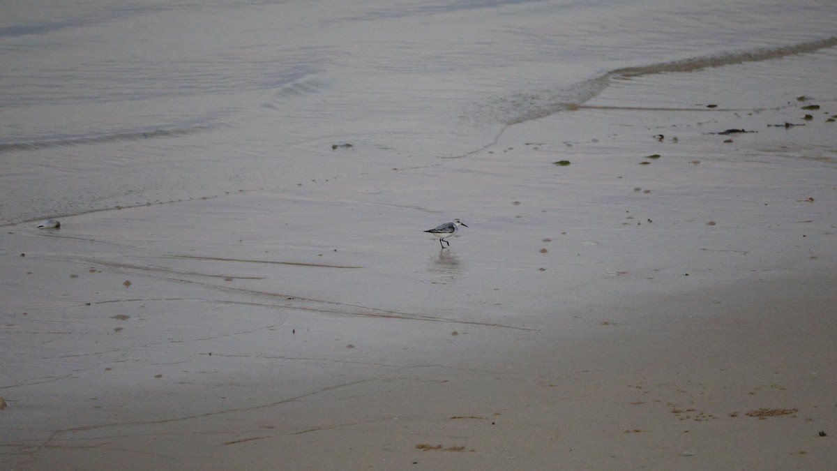 Sanderling - ML646177156