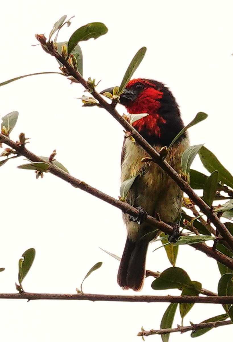 Black-collared Barbet - ML646177157
