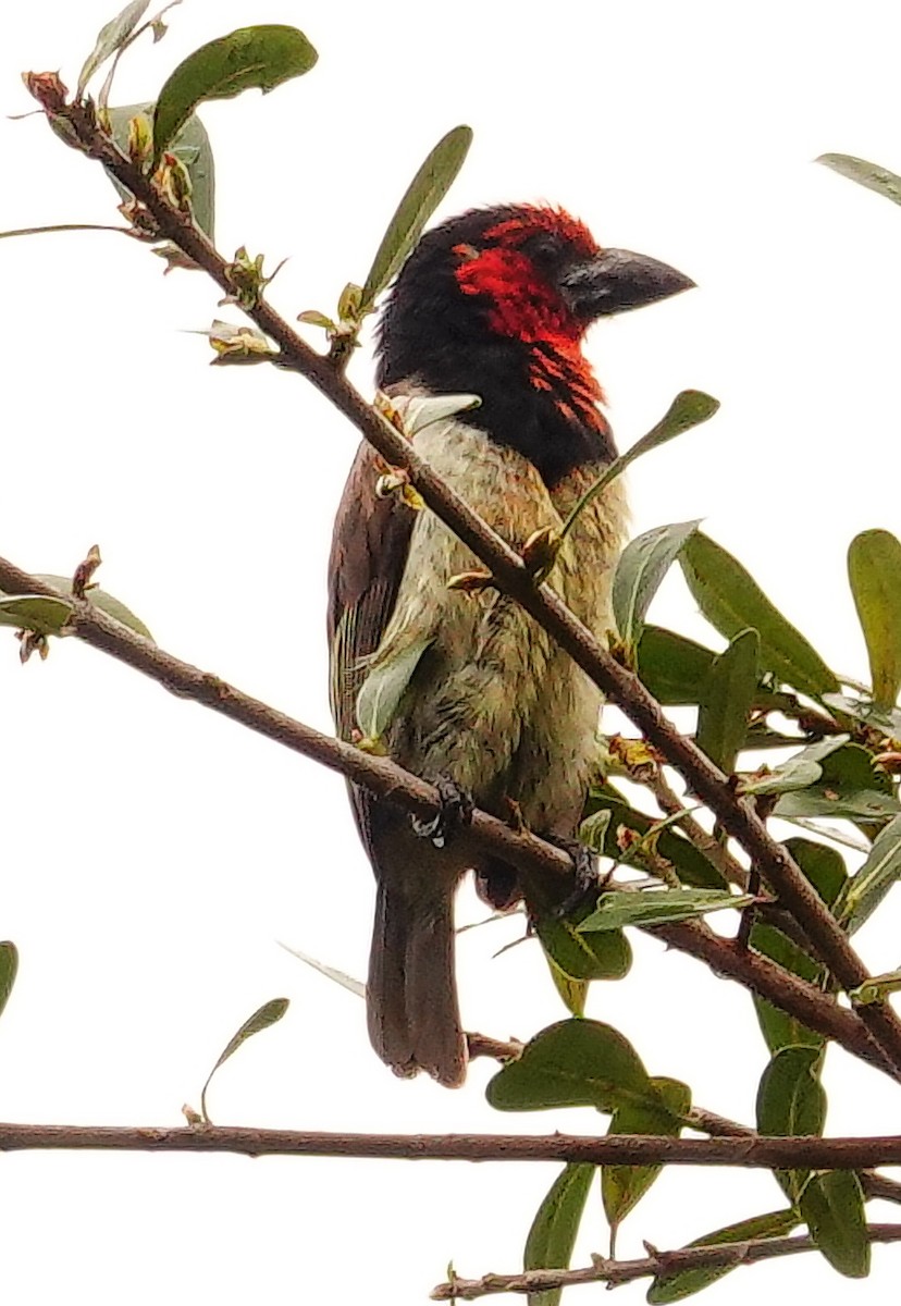 Black-collared Barbet - ML646177158