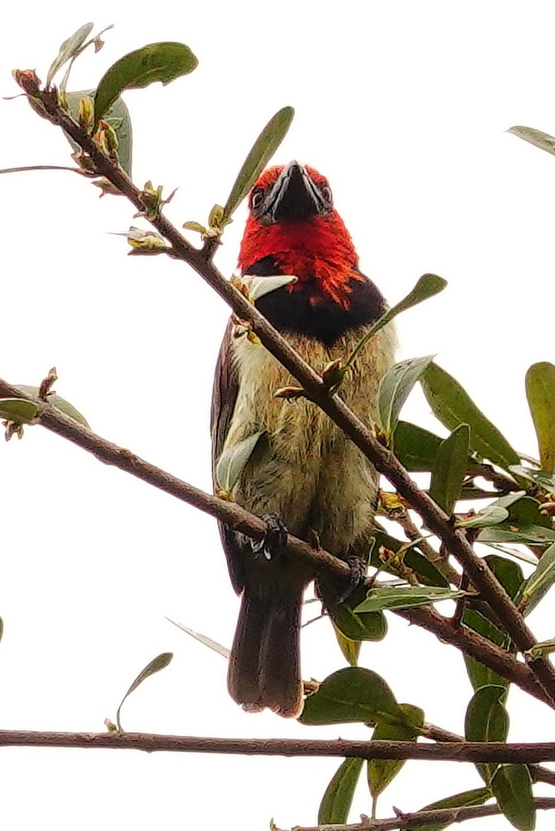 Black-collared Barbet - ML646177159