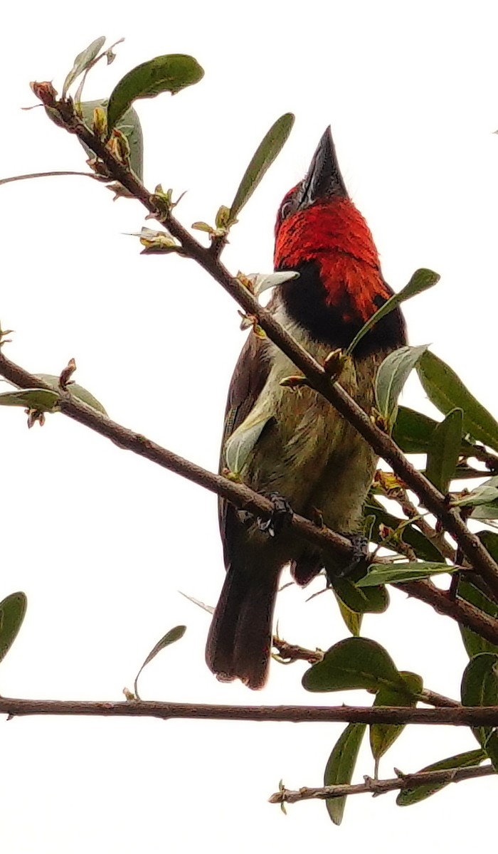 Black-collared Barbet - ML646177160