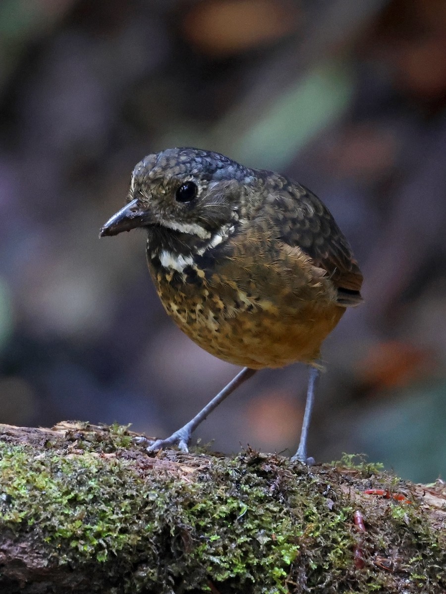 Scaled Antpitta - ML646177162