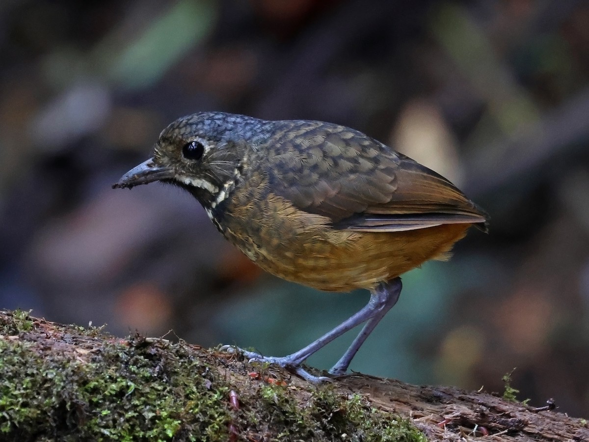 Scaled Antpitta - ML646177163
