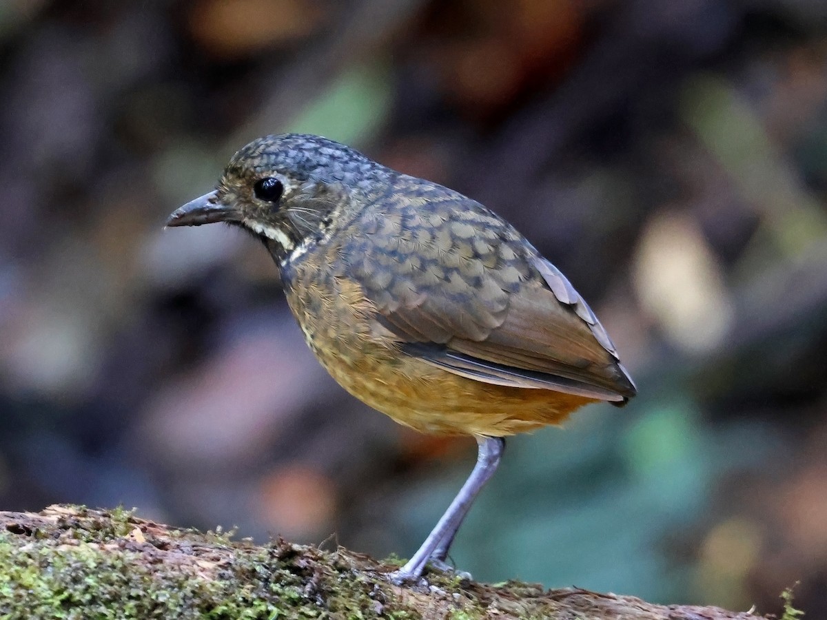 Scaled Antpitta - ML646177164