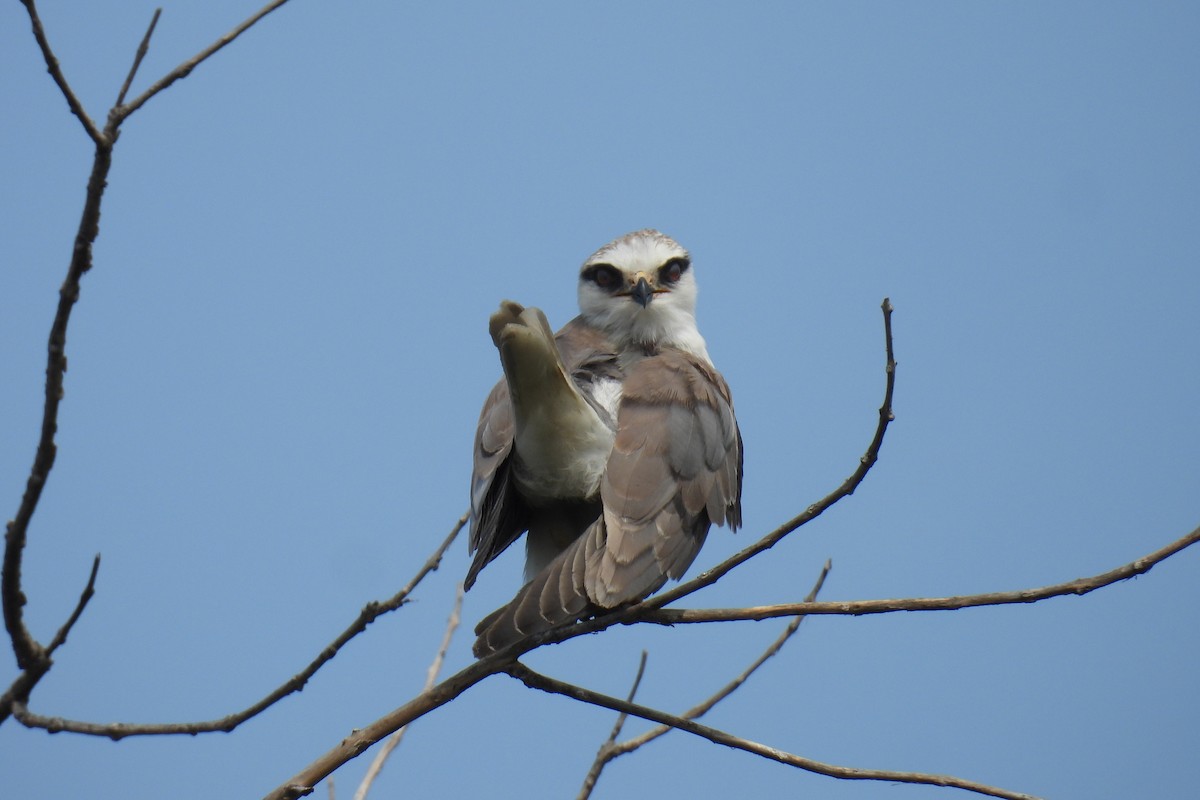 Black-winged Kite - ML646177166