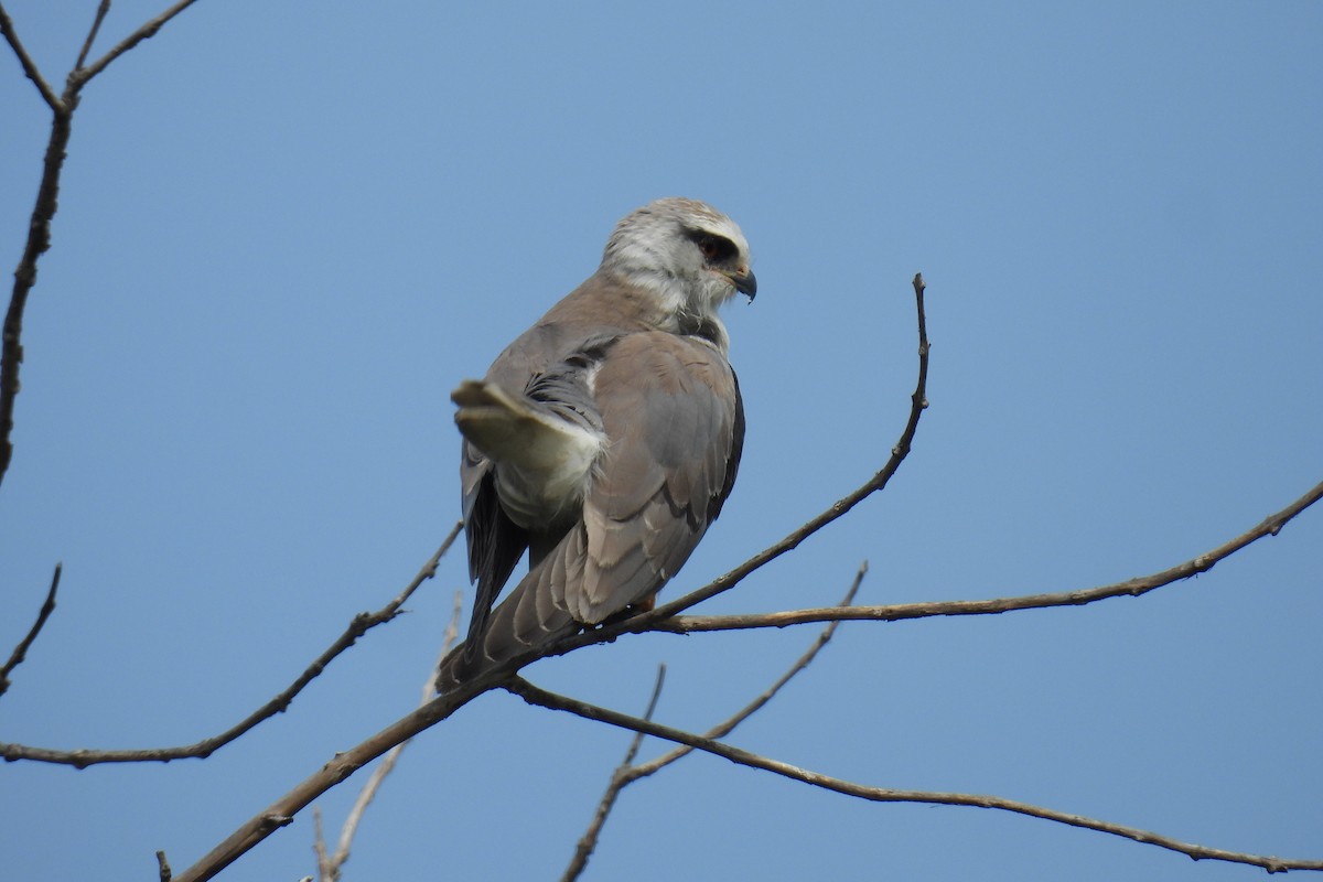 Black-winged Kite - ML646177168