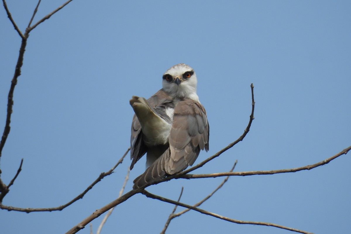 Black-winged Kite - ML646177169