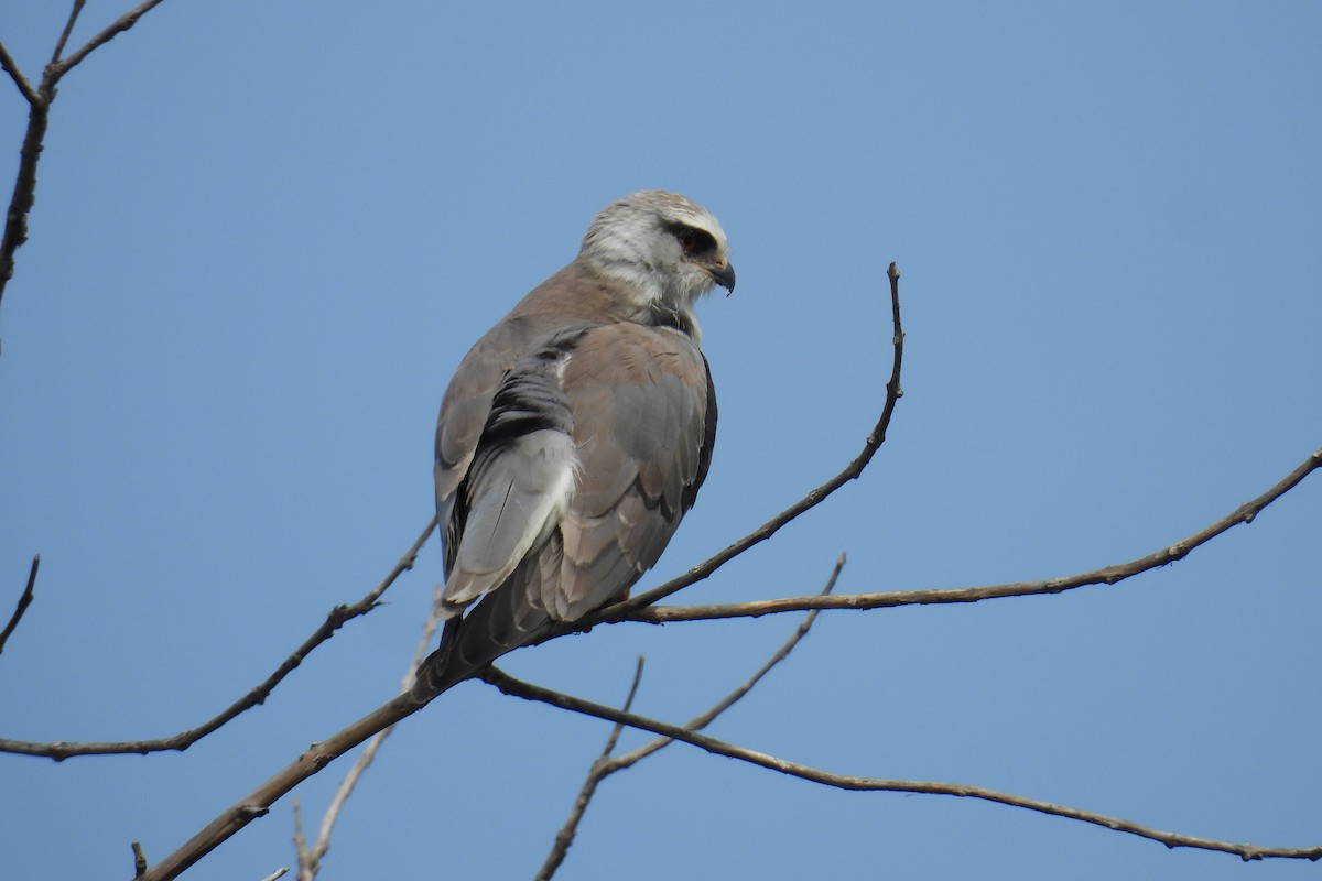 Black-winged Kite - ML646177170