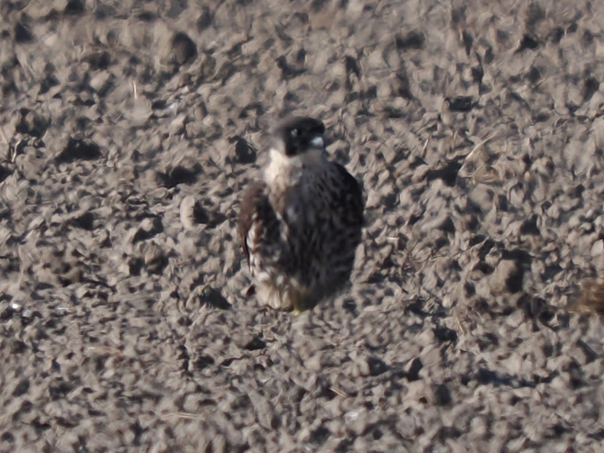 Peregrine Falcon - ML646177171
