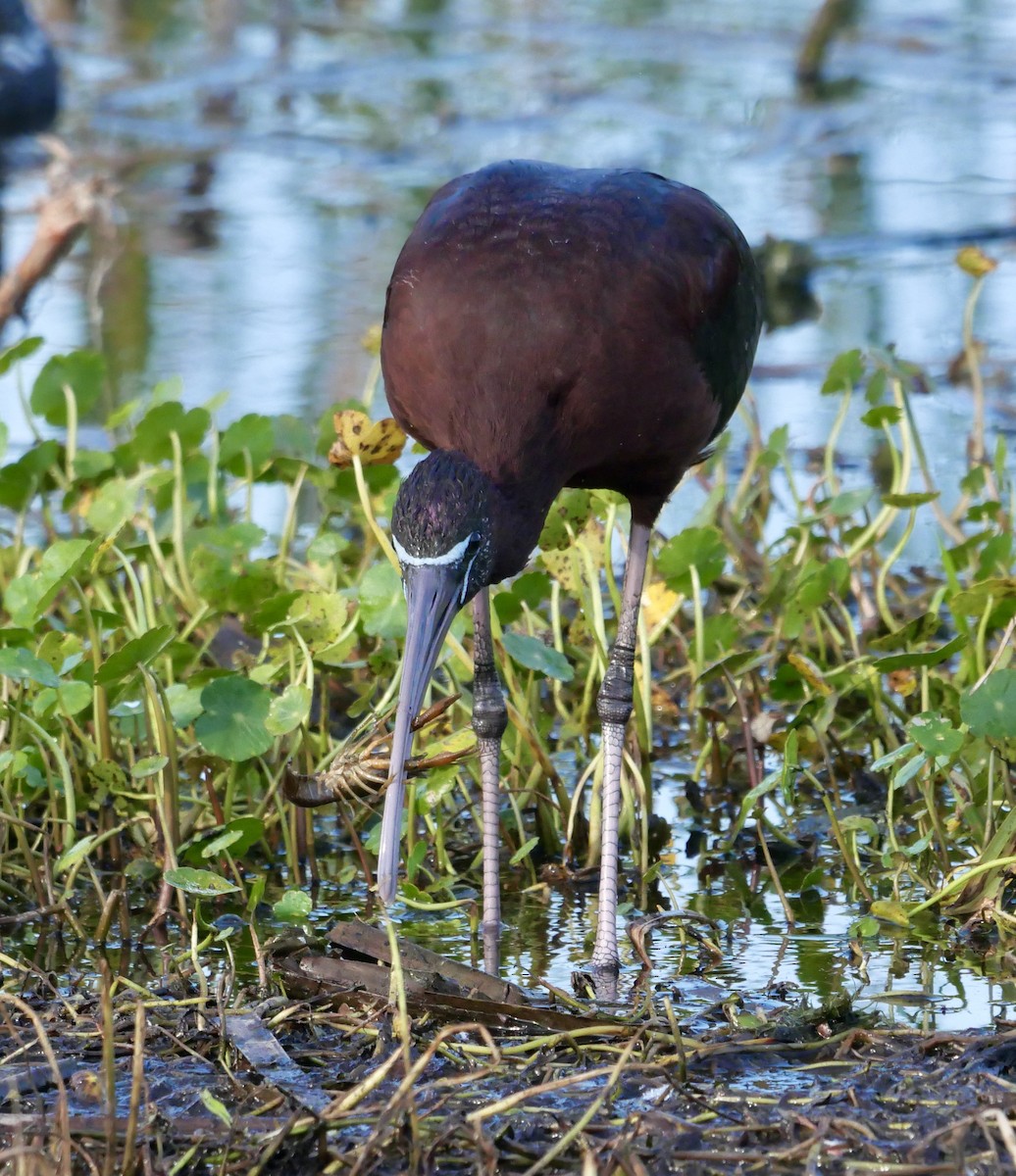 Glossy Ibis - ML646177173