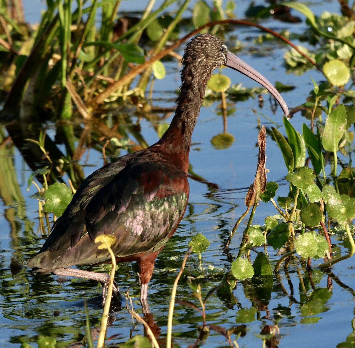 Glossy Ibis - ML646177174
