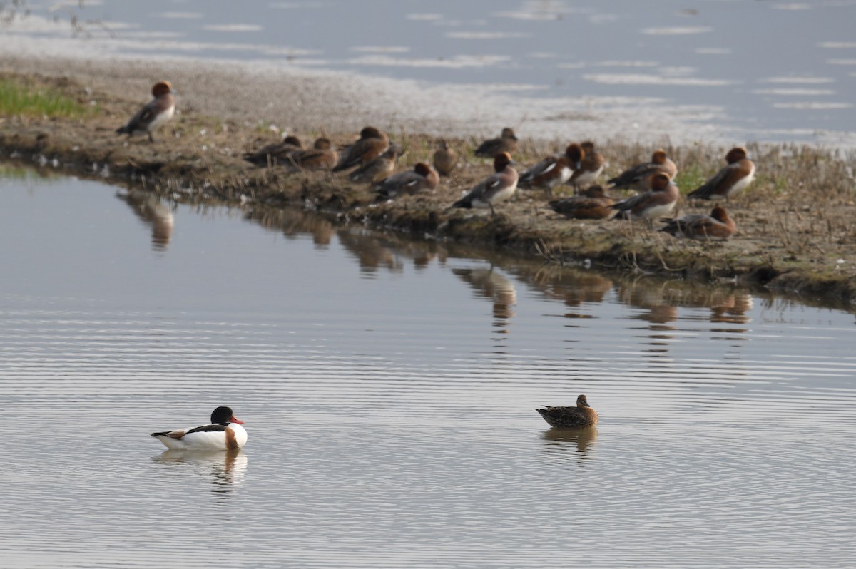 Common Shelduck - ML646177176