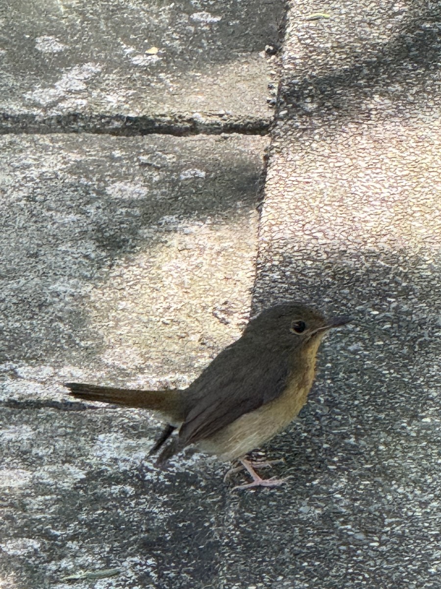 Large Blue Flycatcher - ML646177179