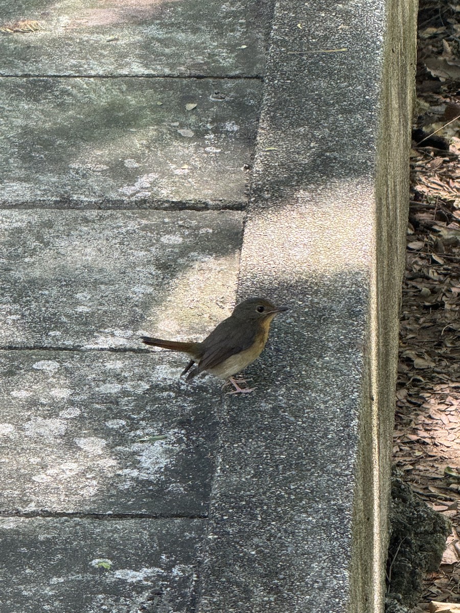 Large Blue Flycatcher - ML646177180