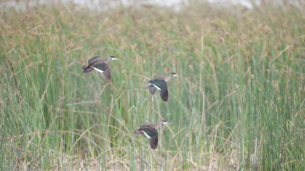 Blue-billed Teal - ML646177182