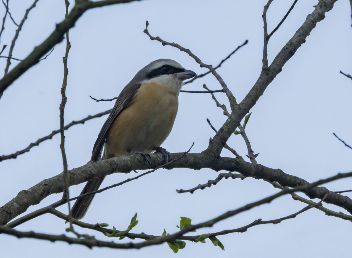 Brown Shrike - ML646177184