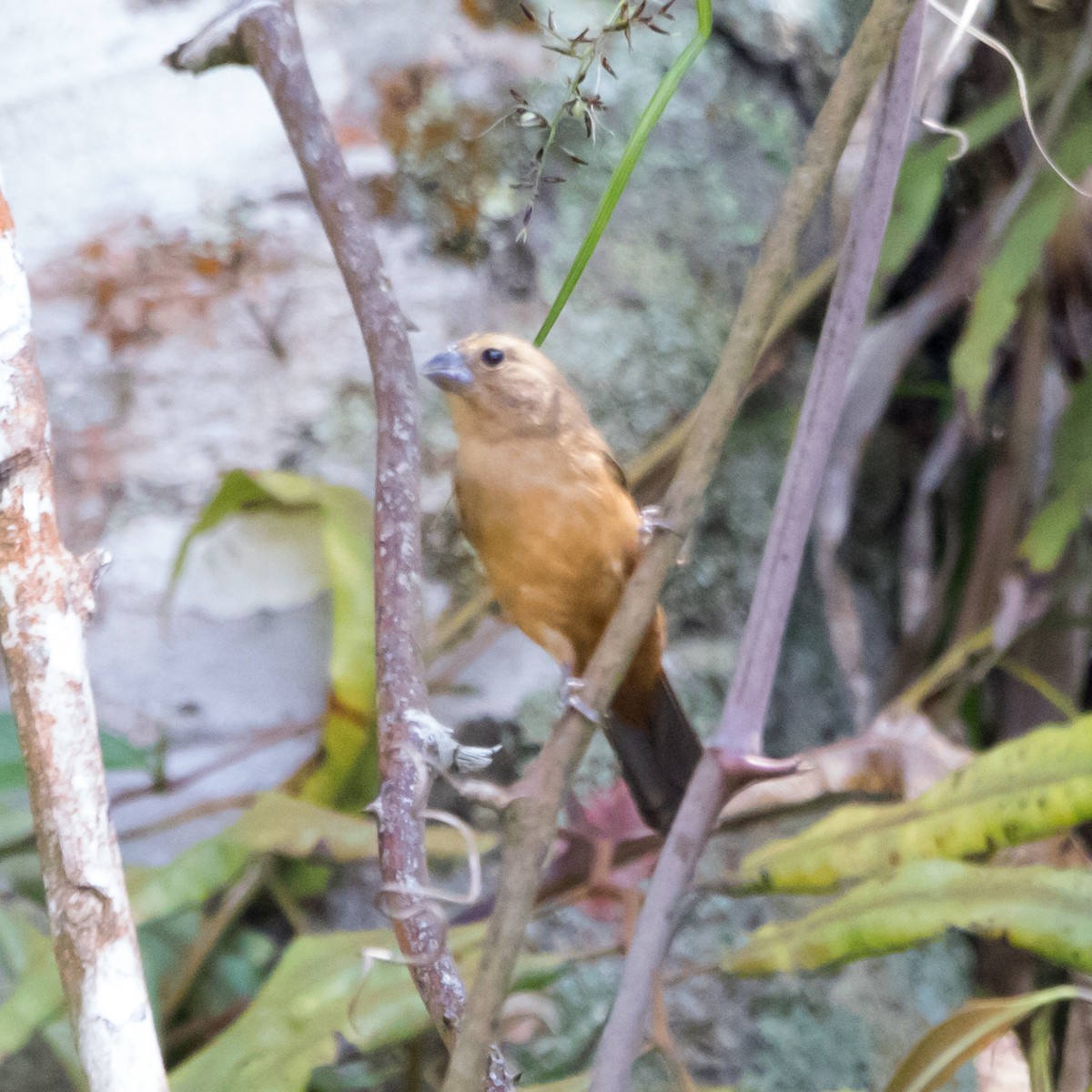 Chestnut-bellied Seed-Finch - ML646177185