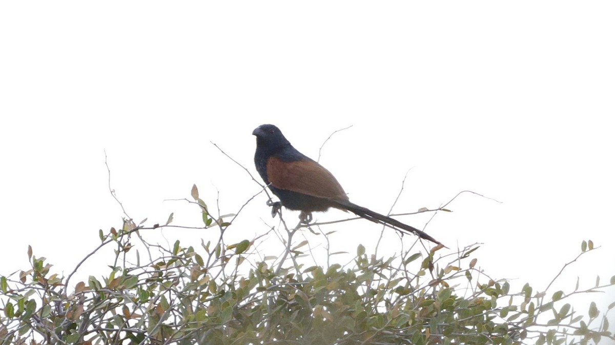 Malagasy Coucal - ML646177191