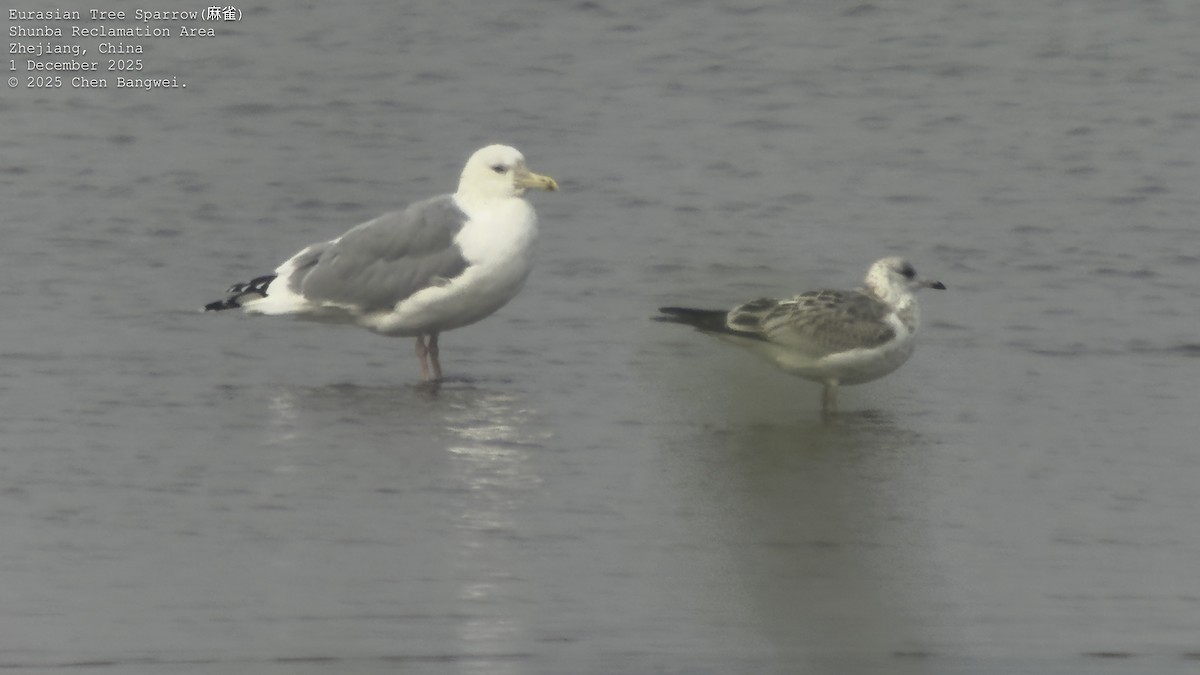 Үүлэн цахлай - ML646177192