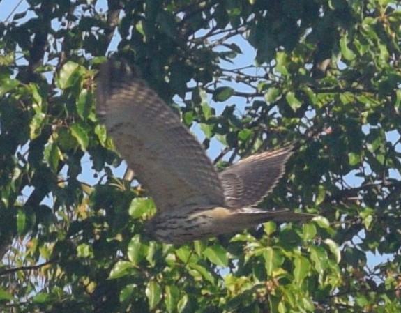 Cooper's Hawk - ML646177194