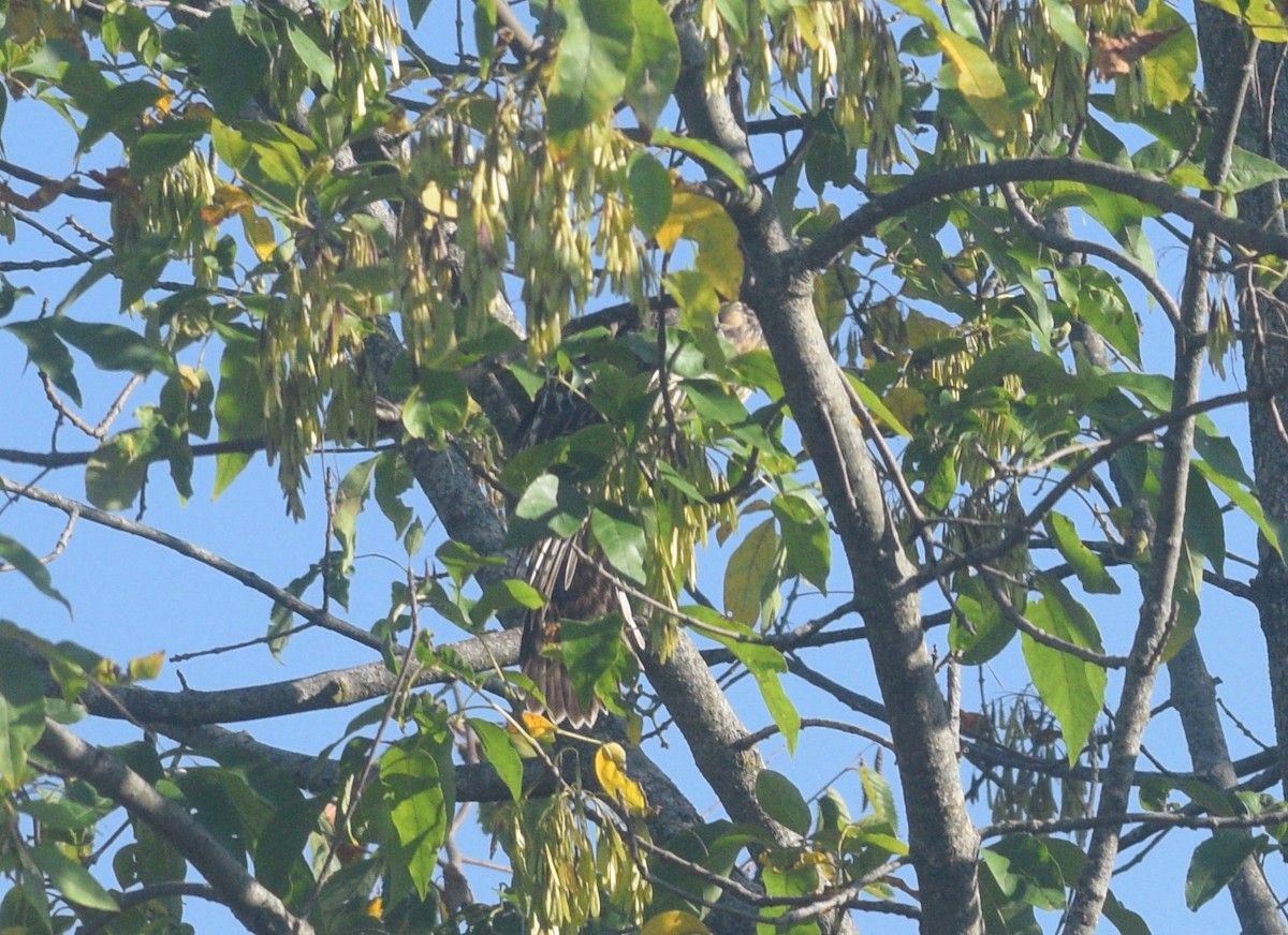 Cooper's Hawk - ML646177195