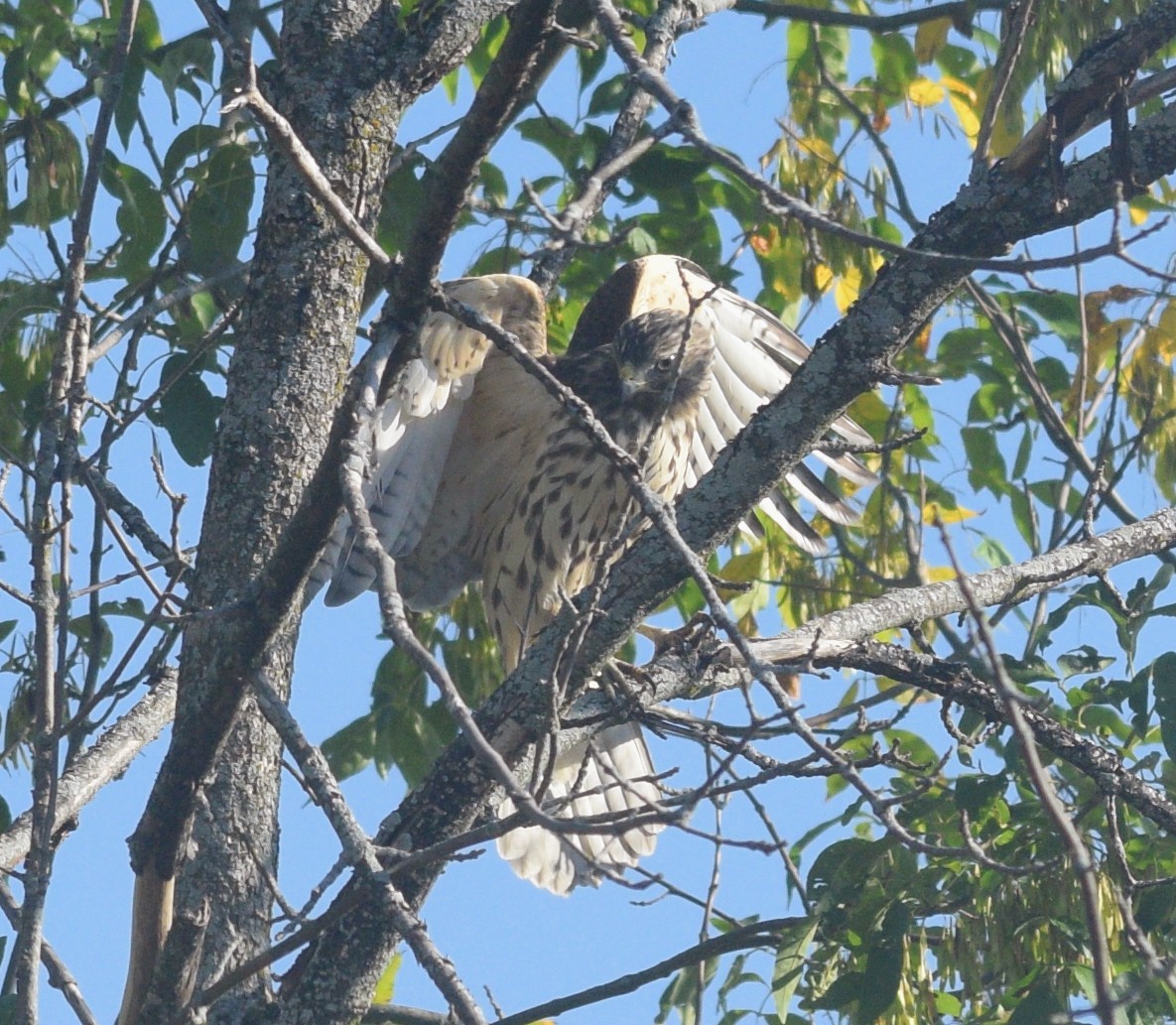 Cooper's Hawk - ML646177196