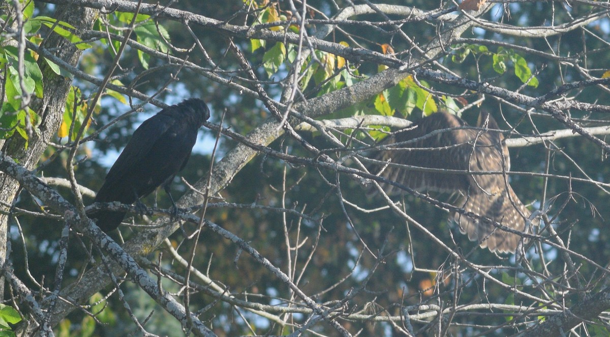 Cooper's Hawk - ML646177197