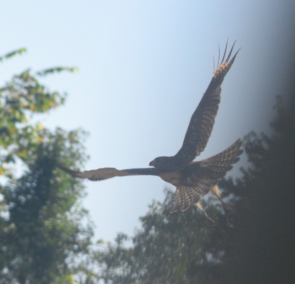 Cooper's Hawk - ML646177198