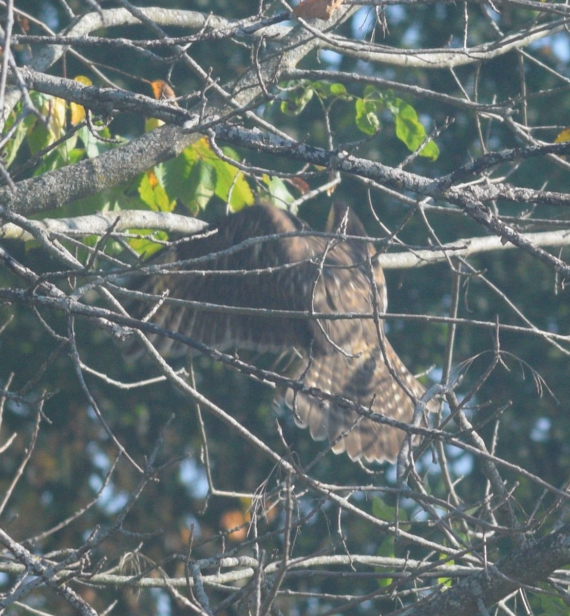 Cooper's Hawk - ML646177199