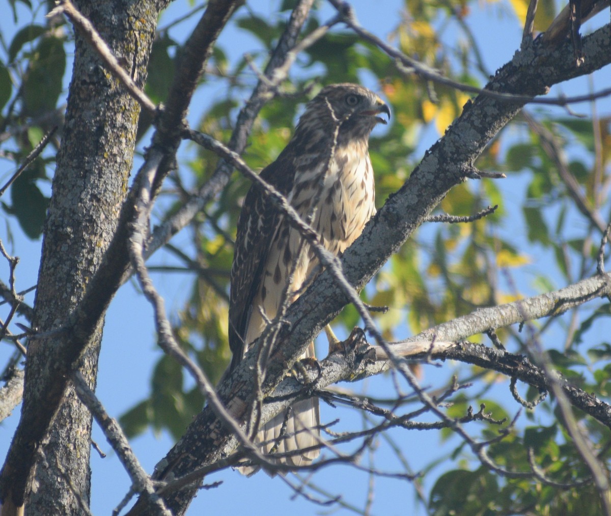 Cooper's Hawk - ML646177200